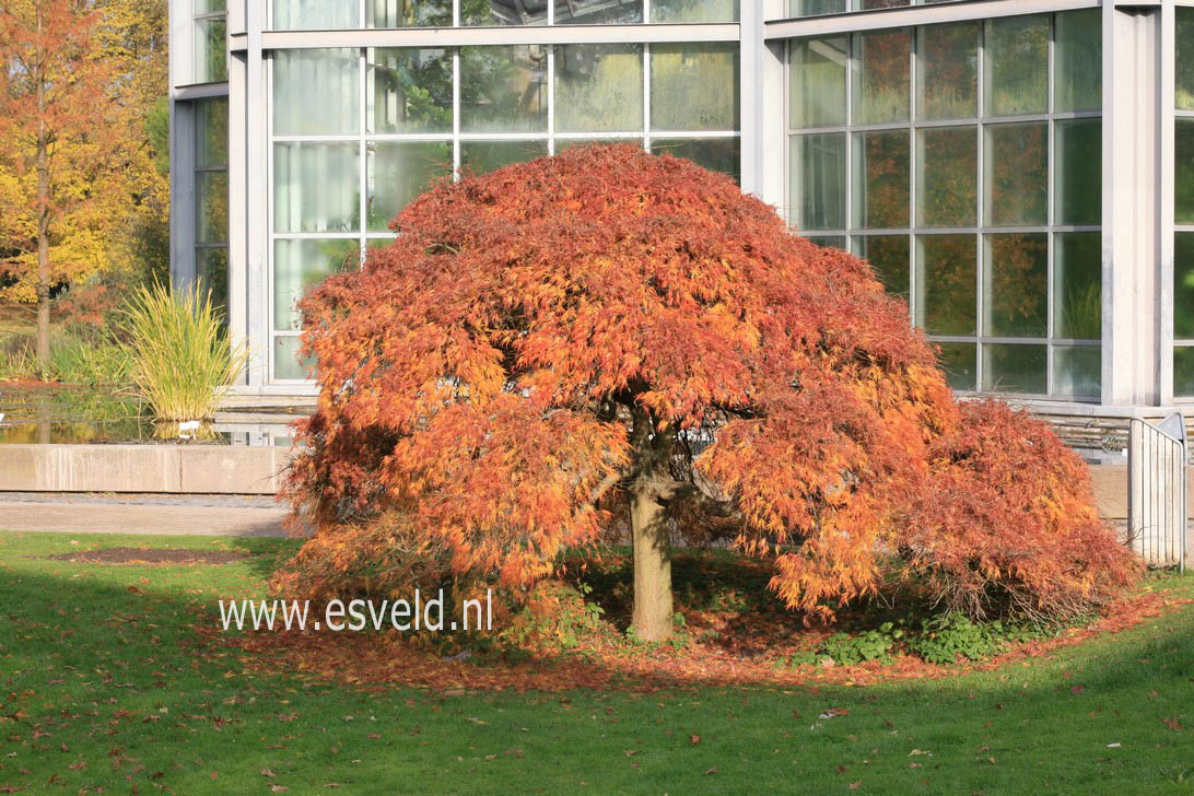 Acer palmatum 'Dissectum'