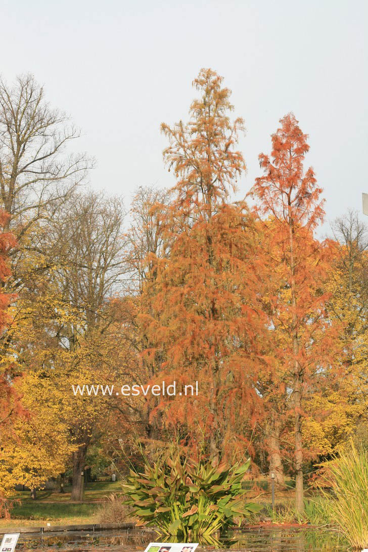 Taxodium distichum var. imbricatum