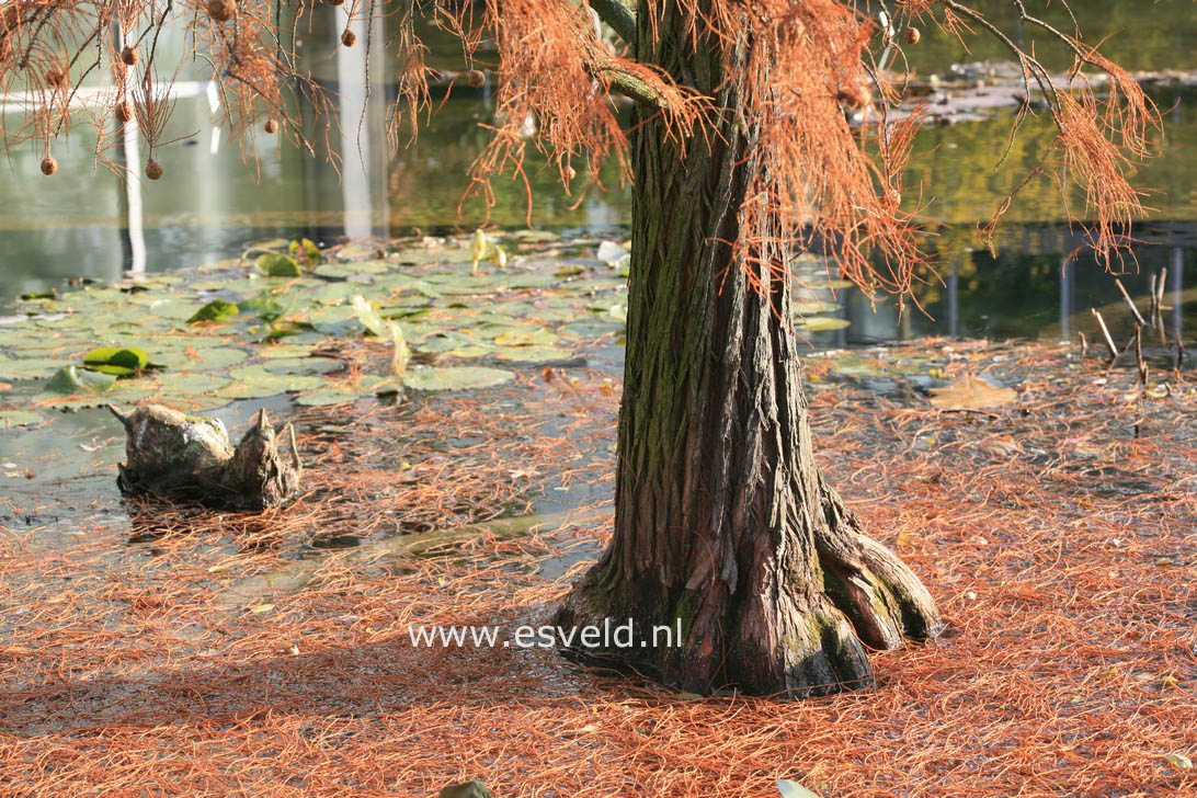 Taxodium distichum var. imbricatum