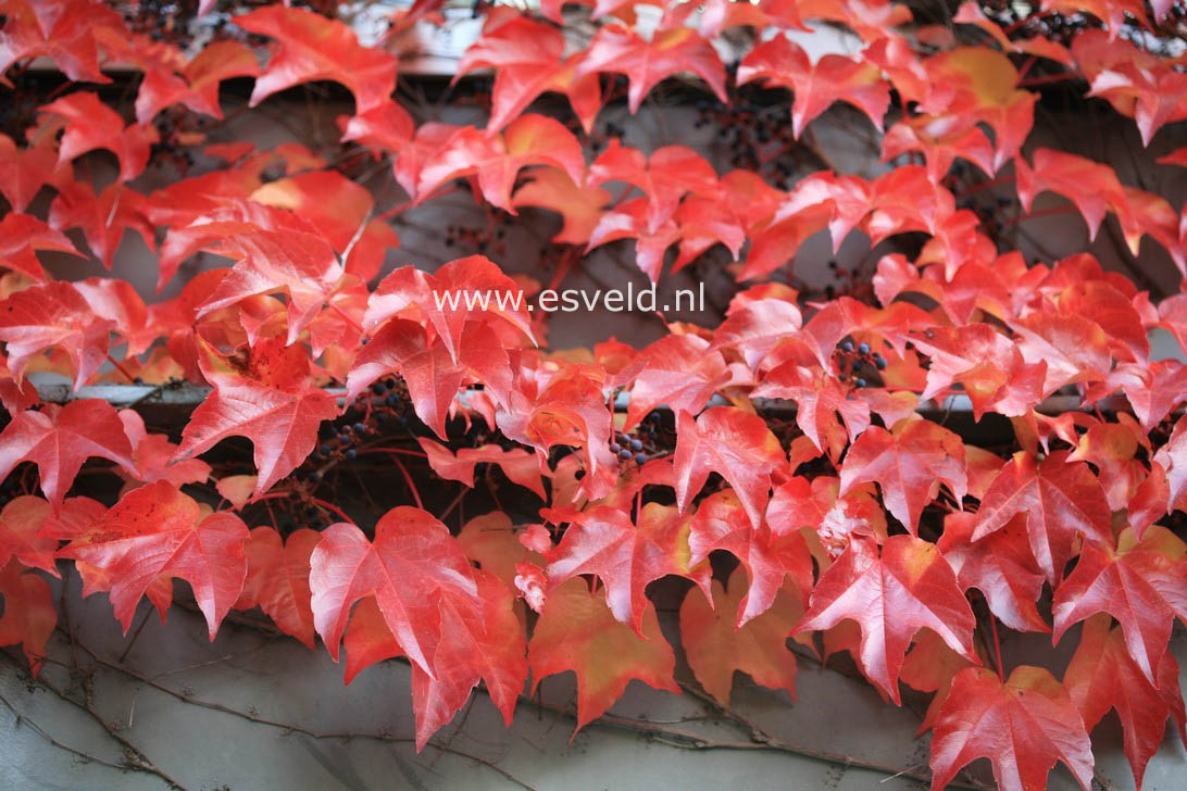 Parthenocissus tricuspidata 'Veitchii'