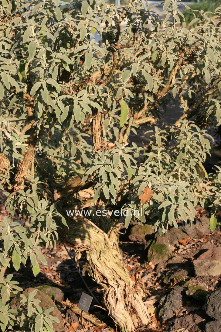 Phlomis fruticosa