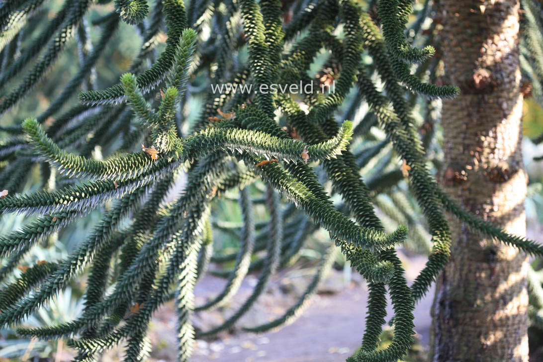 Araucaria araucana