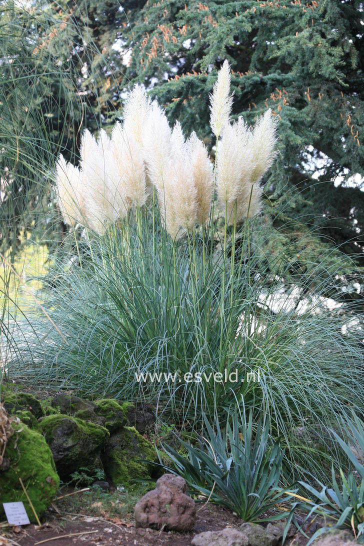 Cortaderia selloana