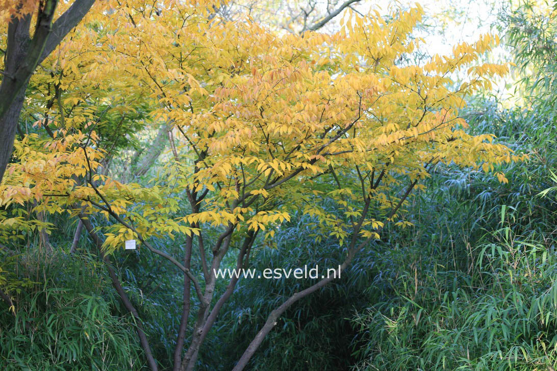 Acer carpinifolium