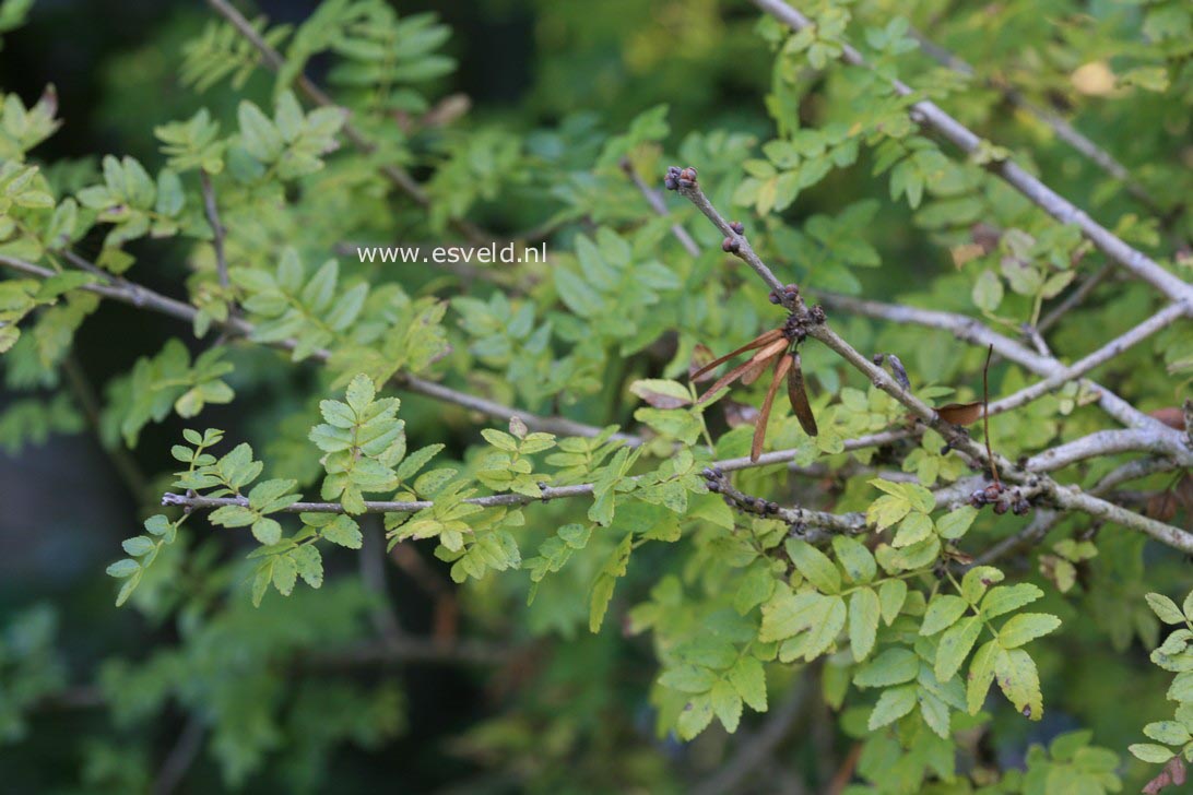 Fraxinus xanthoxyloides