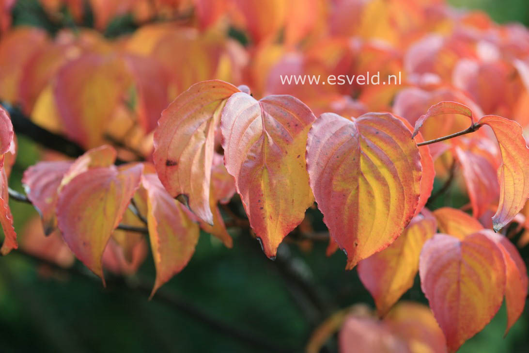 Cornus kousa 'Rosea'