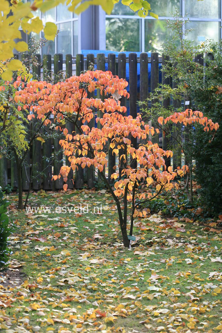 Cornus kousa 'Rosea'