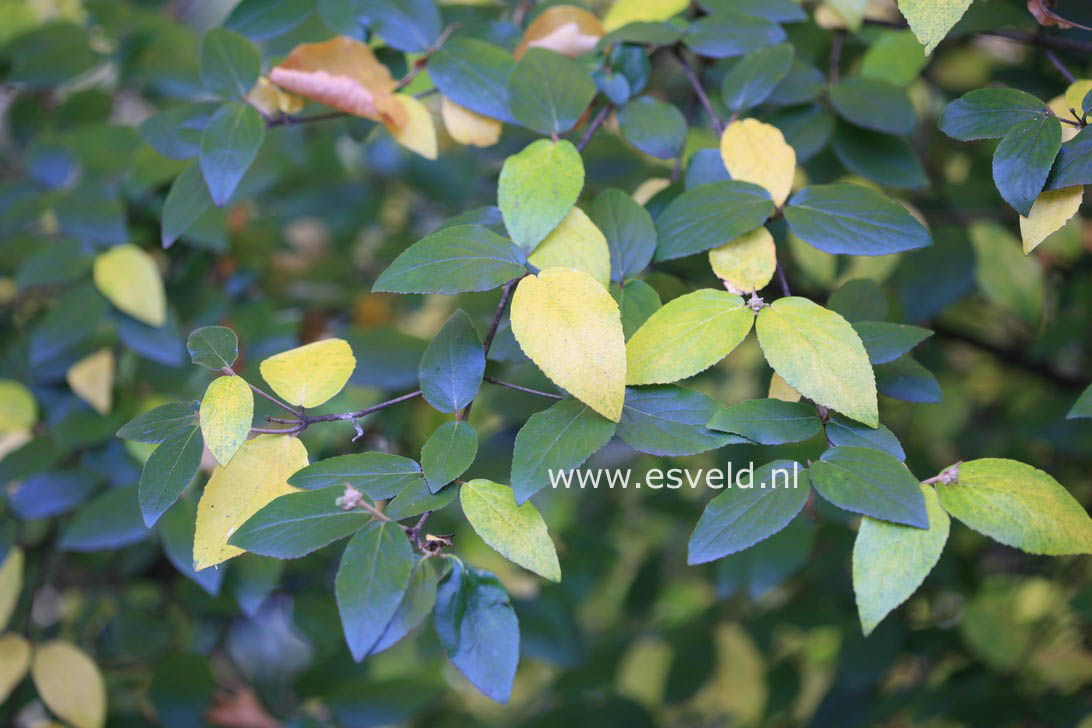 Viburnum burkwoodii