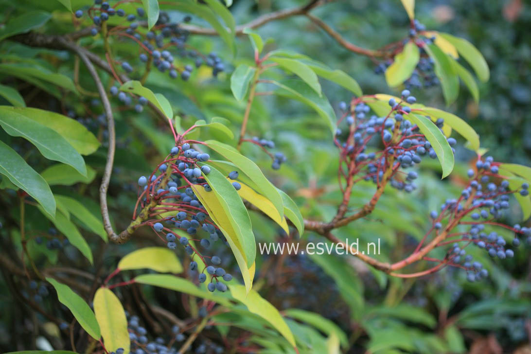 Daphniphyllum macropodum