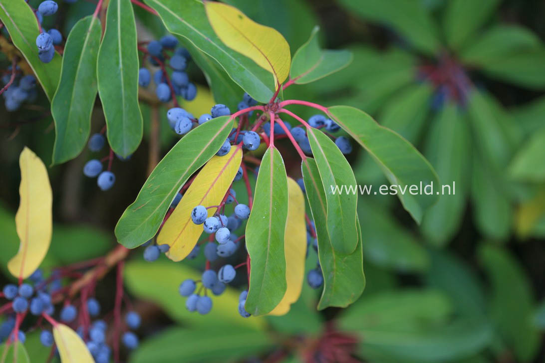 Daphniphyllum macropodum