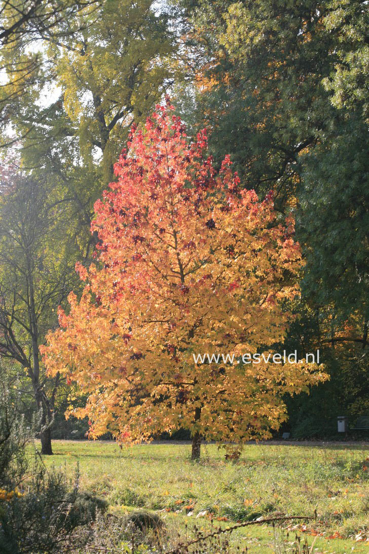 Liquidambar styraciflua