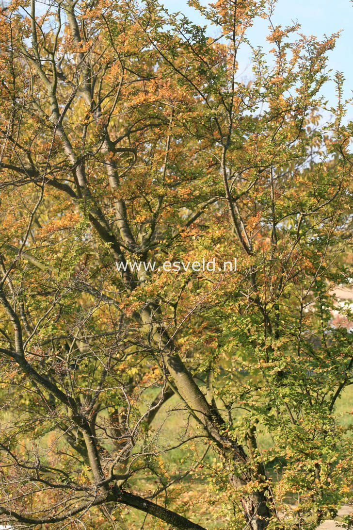 Nothofagus antarctica