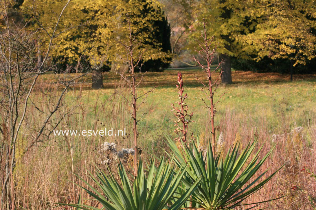 Yucca filamentosa