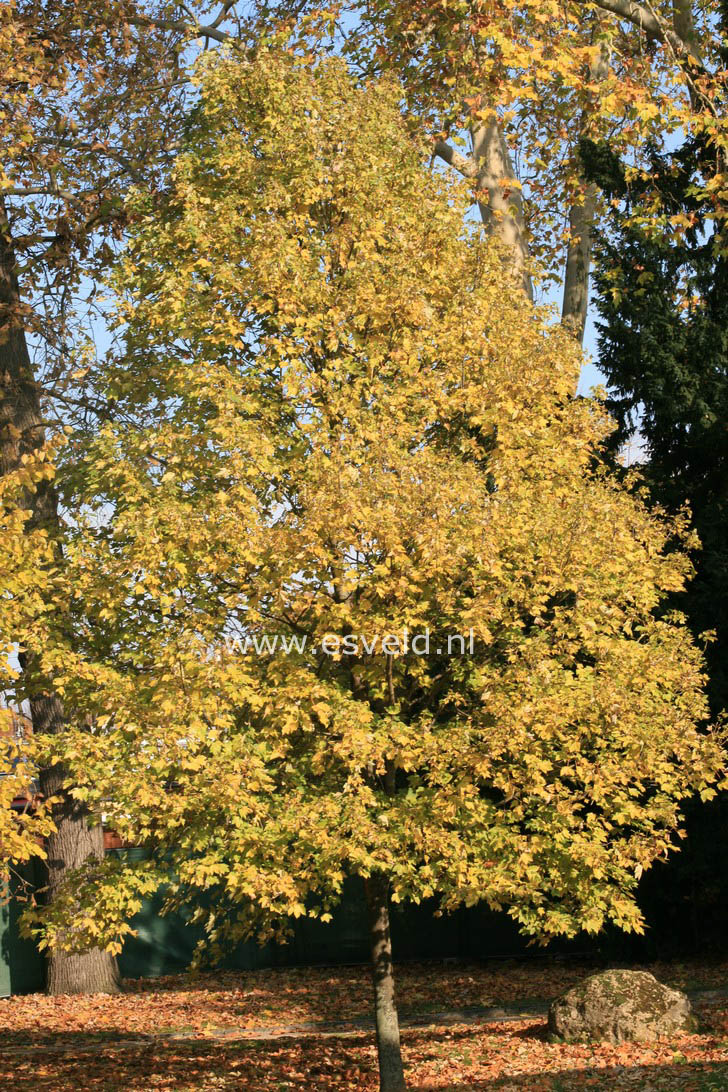 Acer pseudoplatanus 'Brilliantissimum'