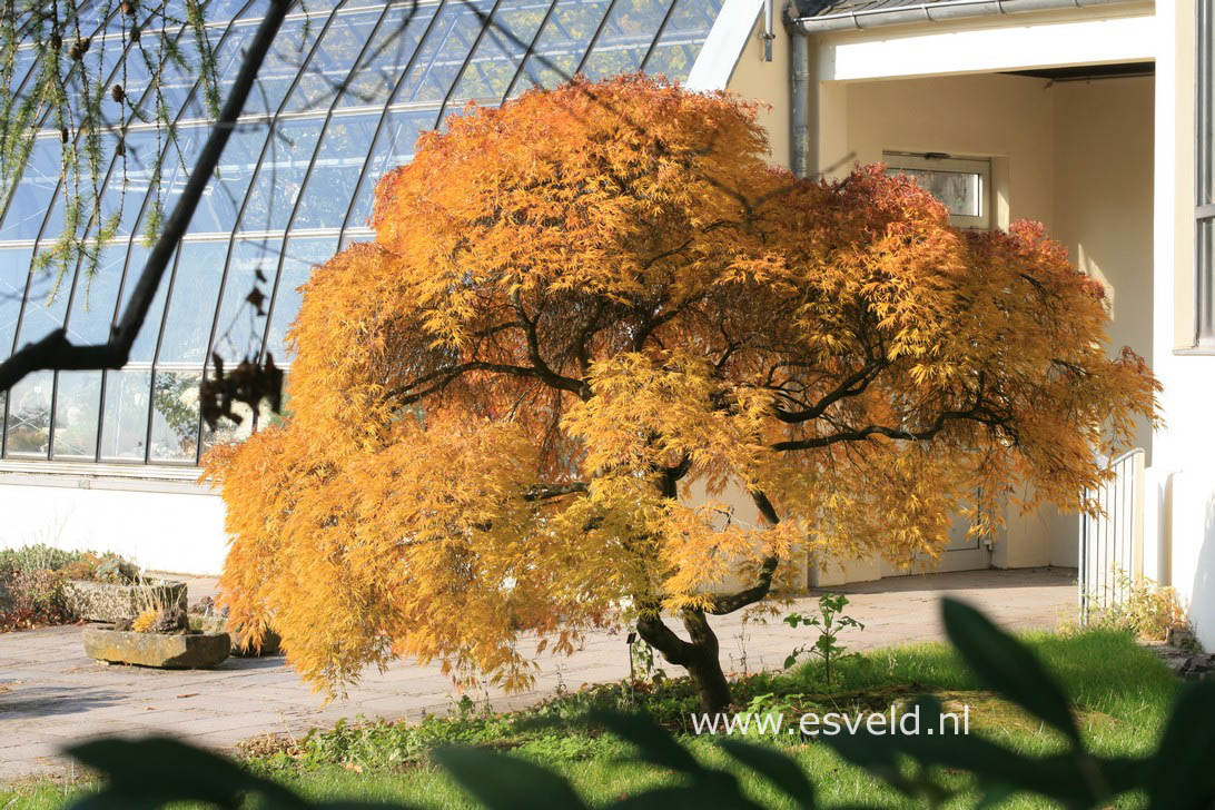 Acer palmatum 'Dissectum'