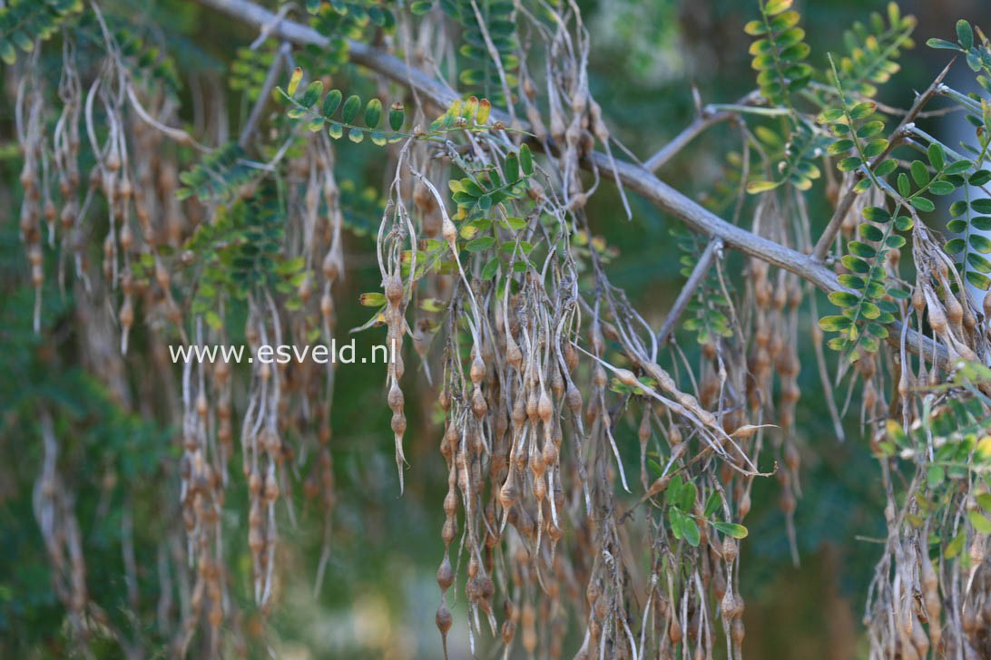 Sophora davidii