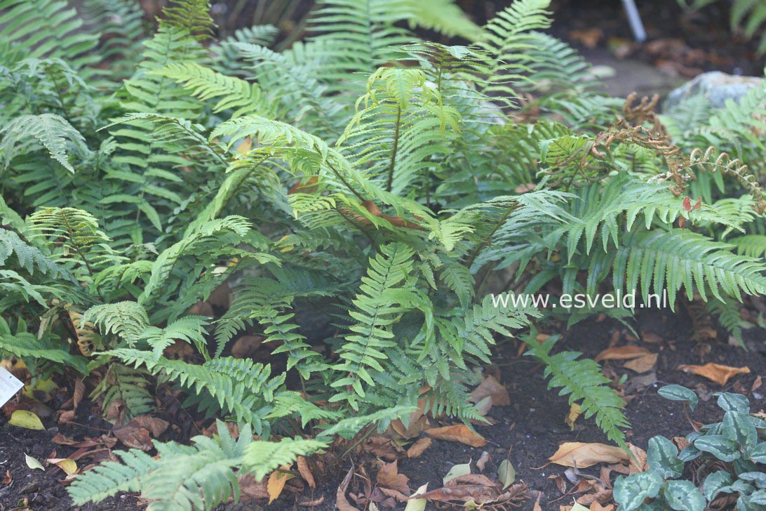 Dryopteris cycadina