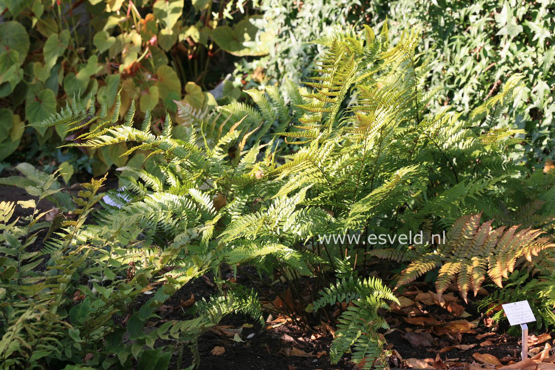 Dryopteris erythrosora