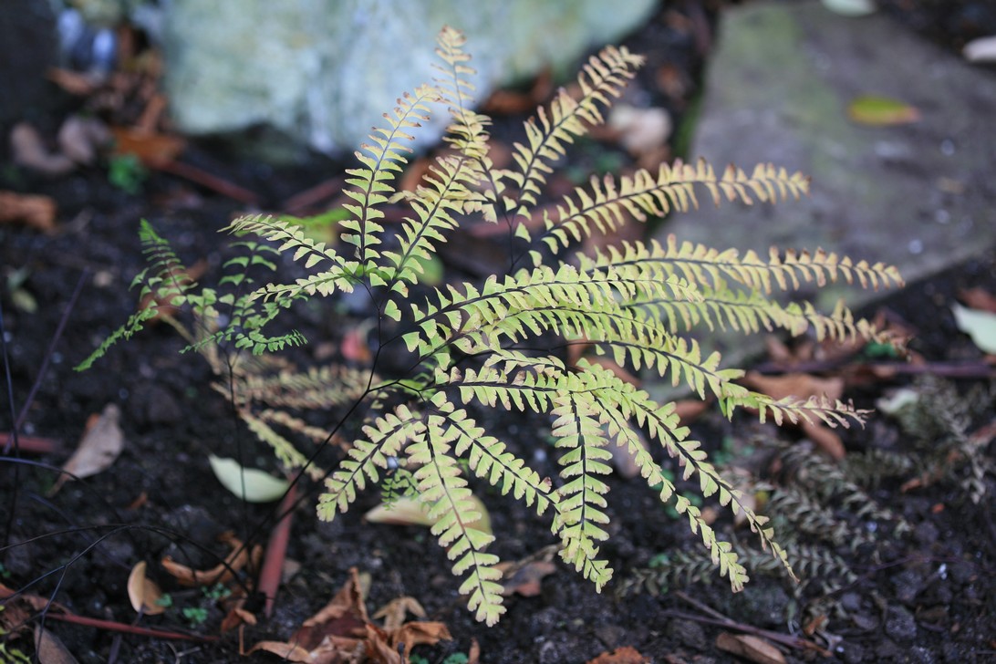 Adiantum pedatum