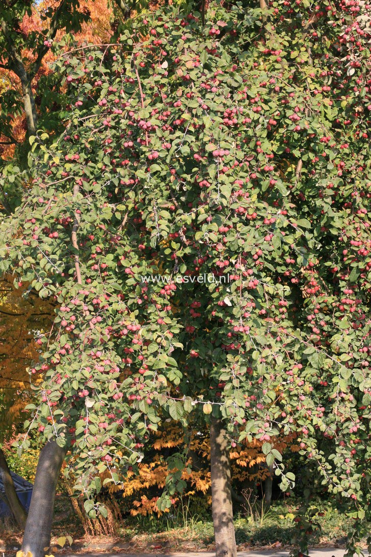 Malus yunnanensis