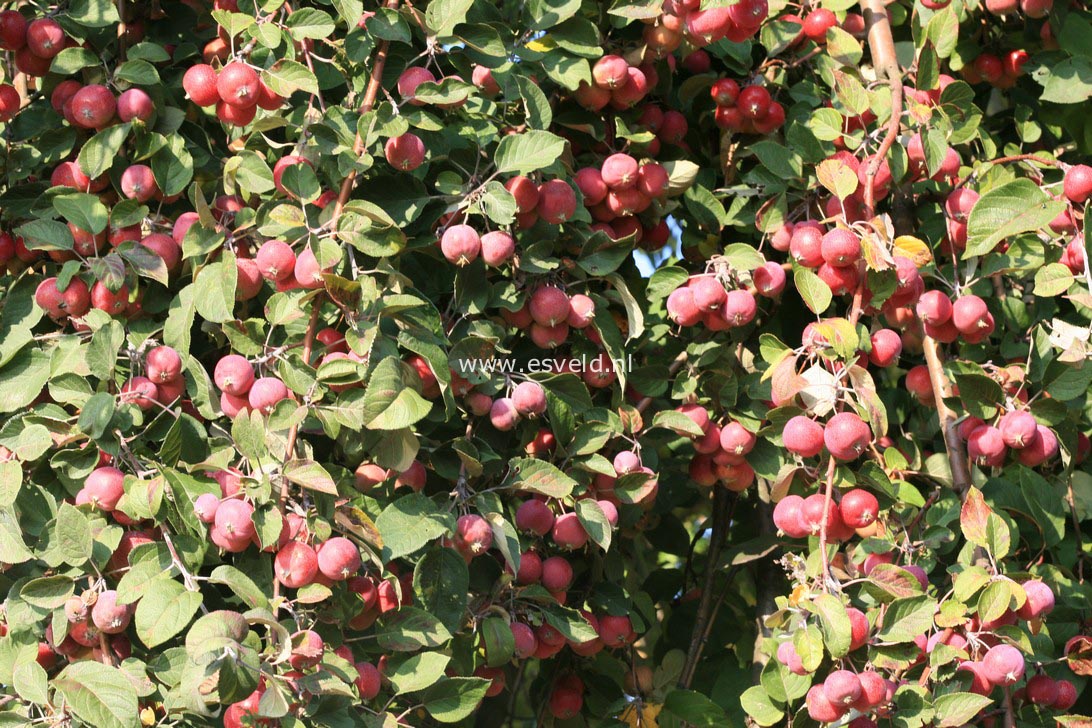 Malus yunnanensis