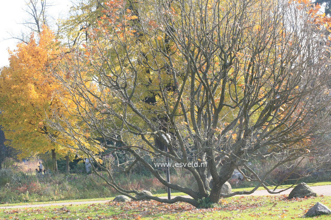Quercus pontica