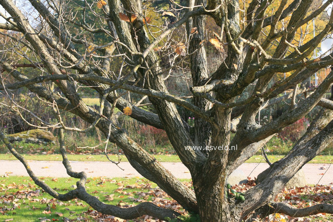 Quercus pontica