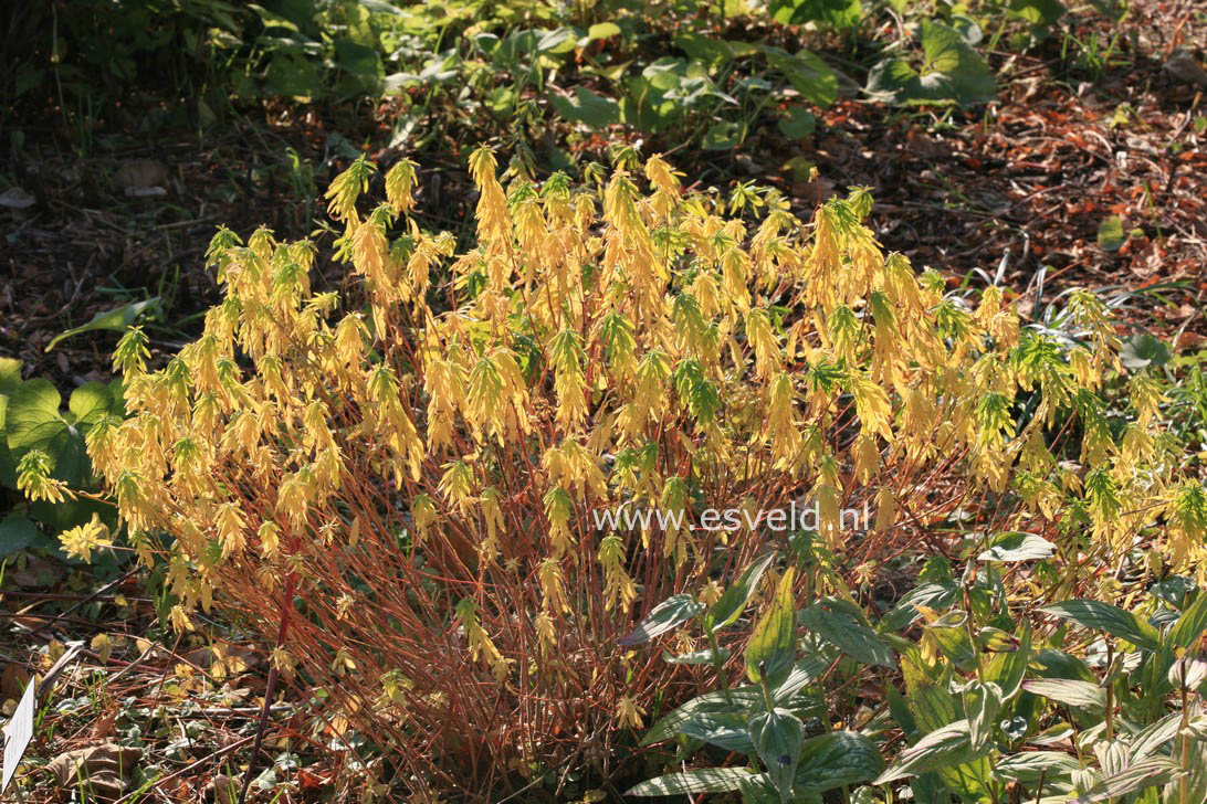 Euphorbia polychroma