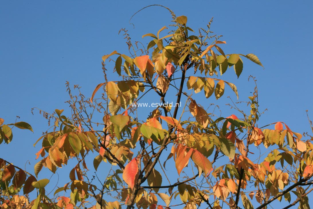 Rhus chinensis