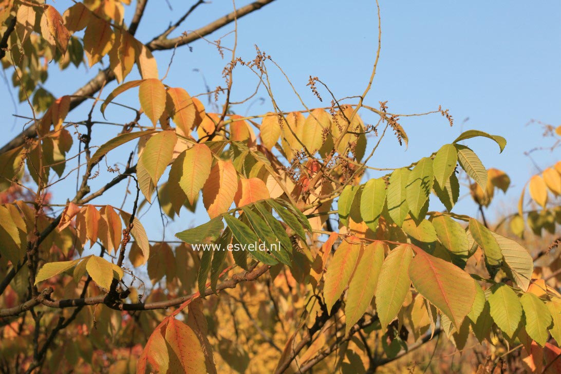 Rhus chinensis