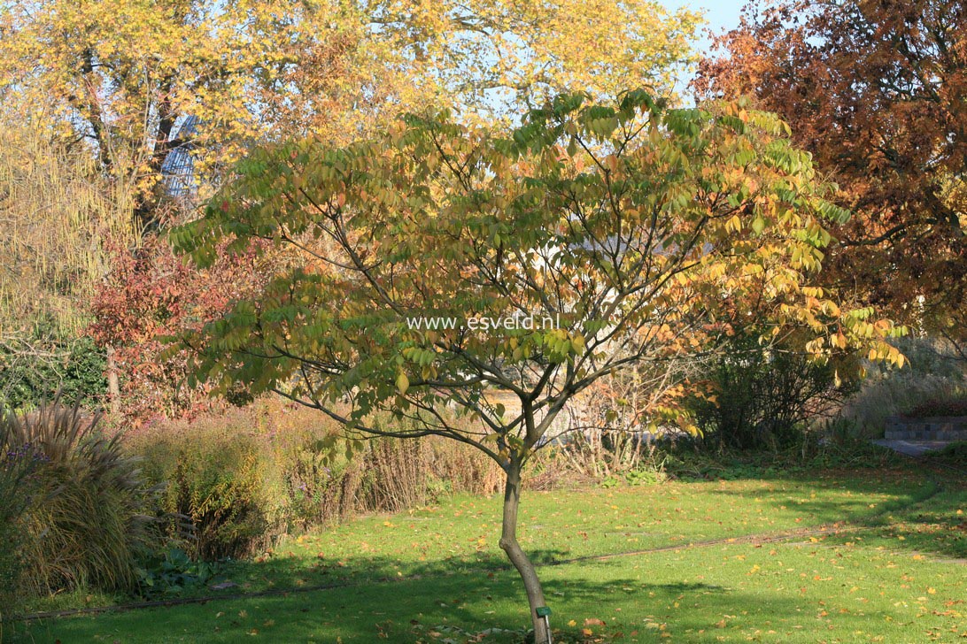 Rhus chinensis