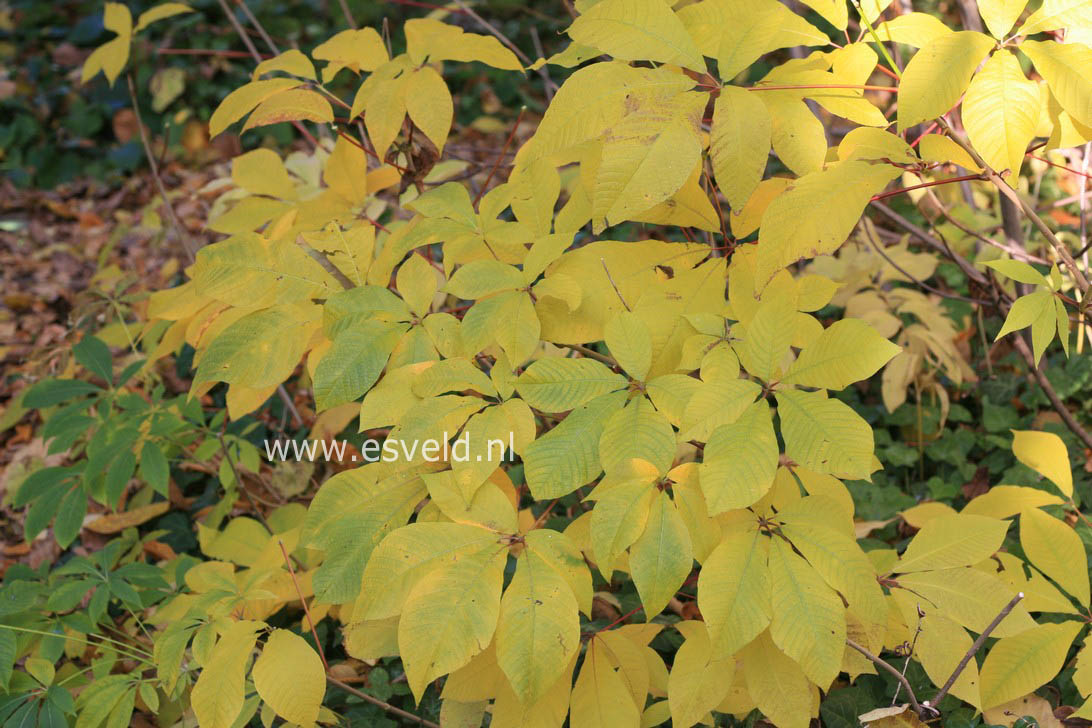 Aesculus parviflora