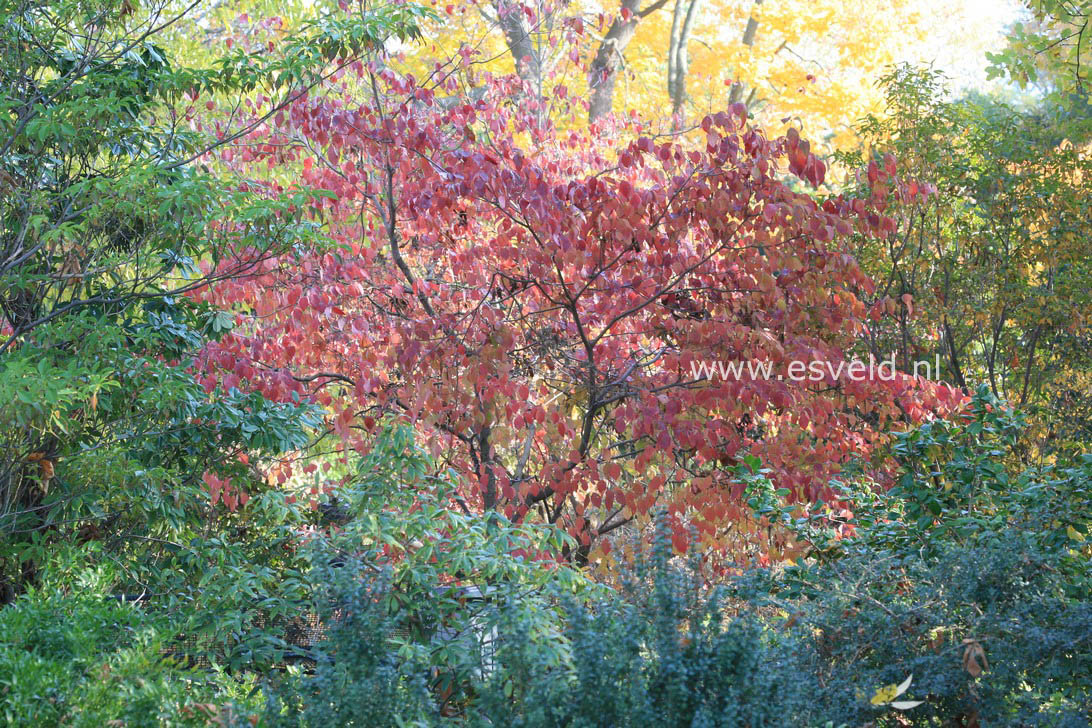 Cornus florida