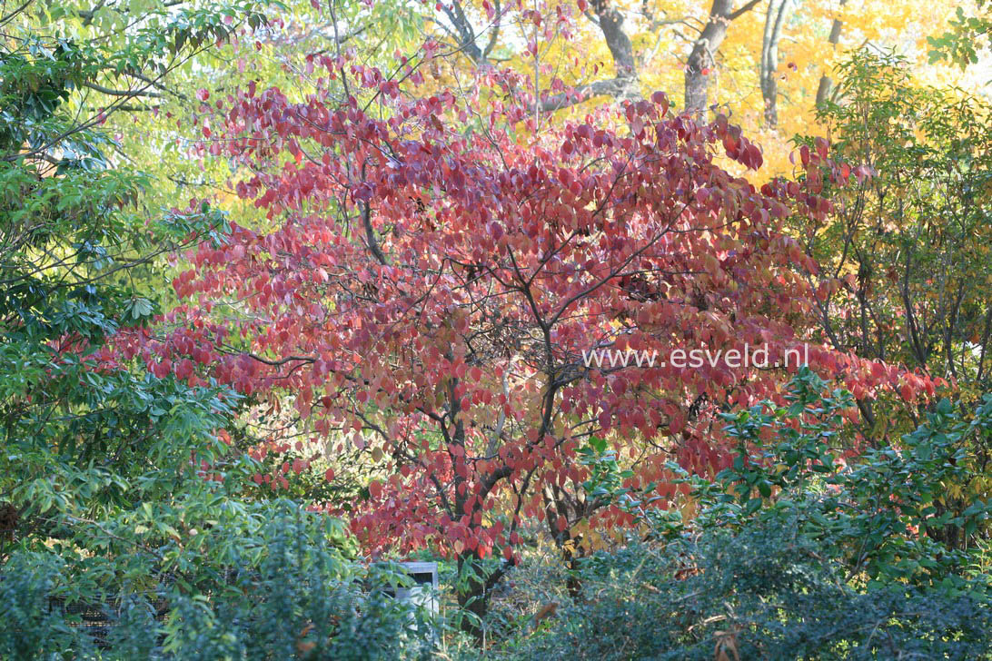 Cornus florida