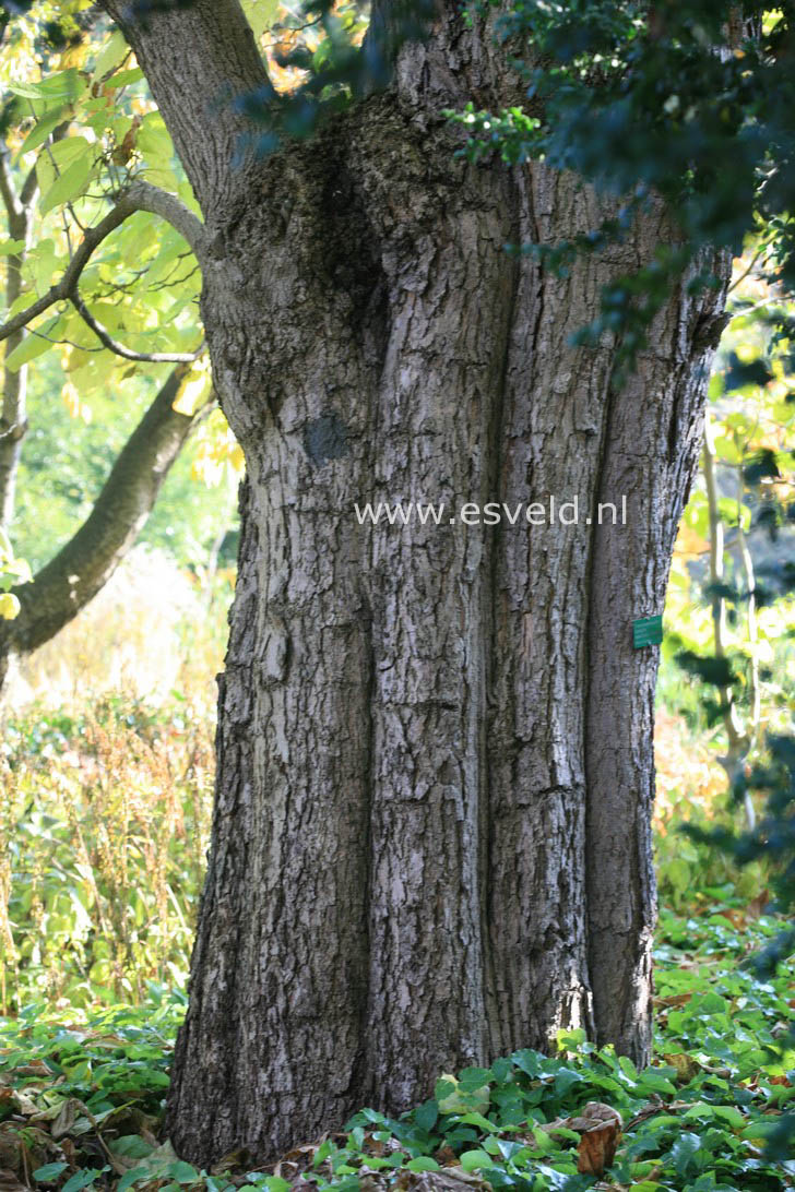 Catalpa bignonioides