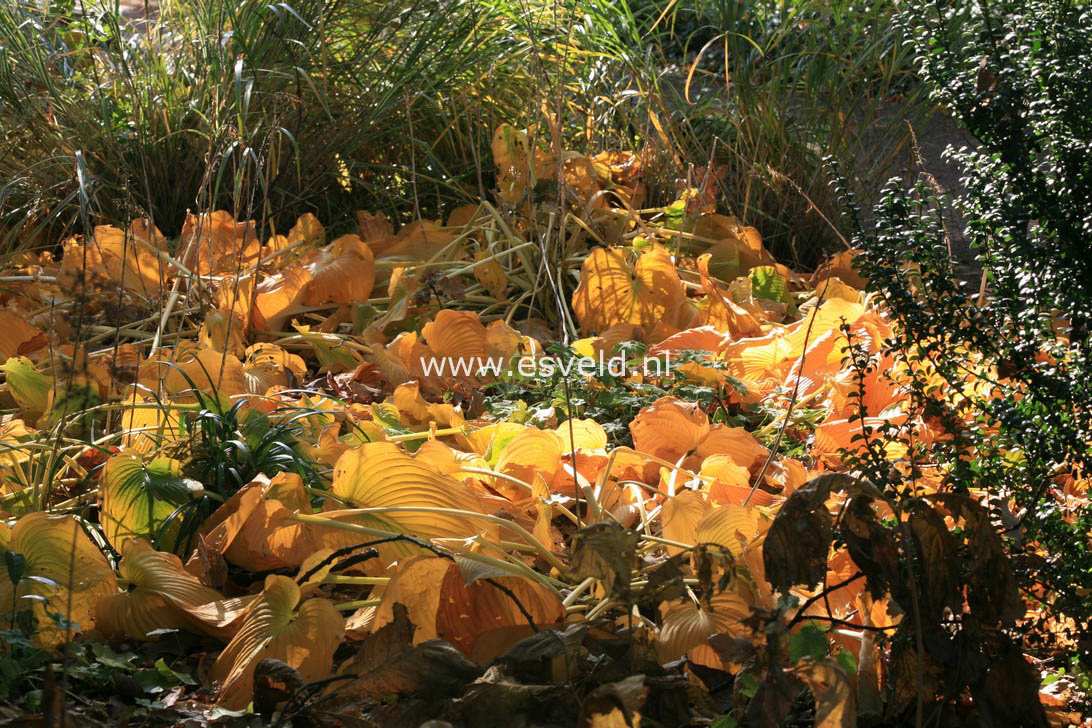 Hosta sieboldiana 'Elegans'