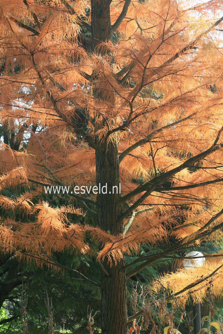 Taxodium distichum var. imbricatum