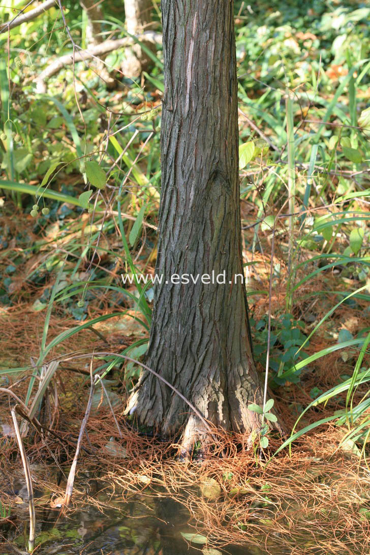 Taxodium distichum var. imbricatum