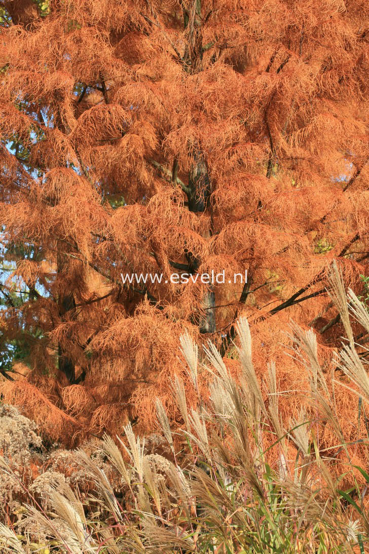 Taxodium distichum var. imbricatum