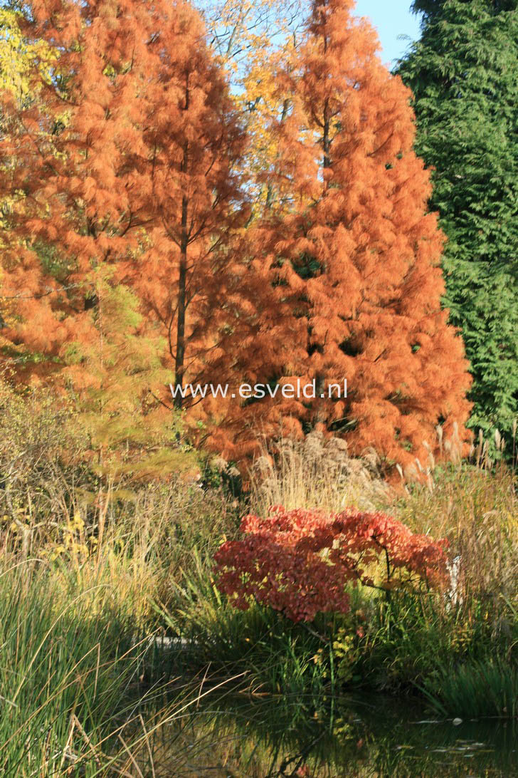 Taxodium distichum var. imbricatum