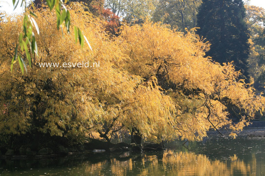 Salix sepulcralis 'Chrysocoma'