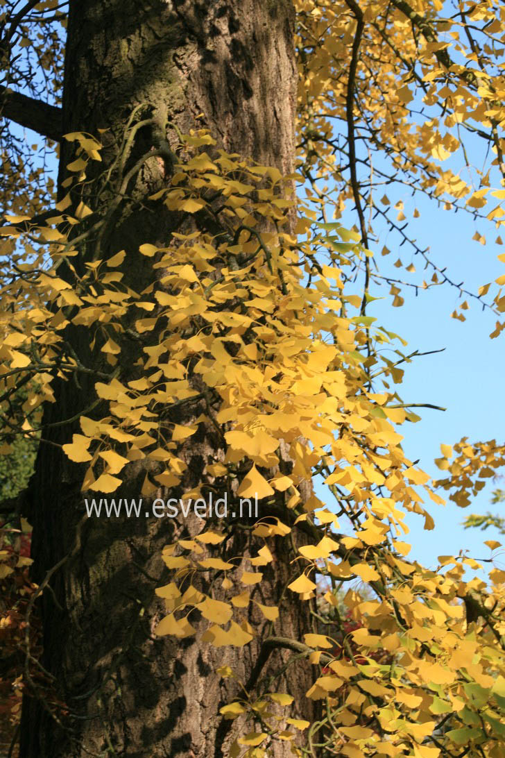 Ginkgo biloba