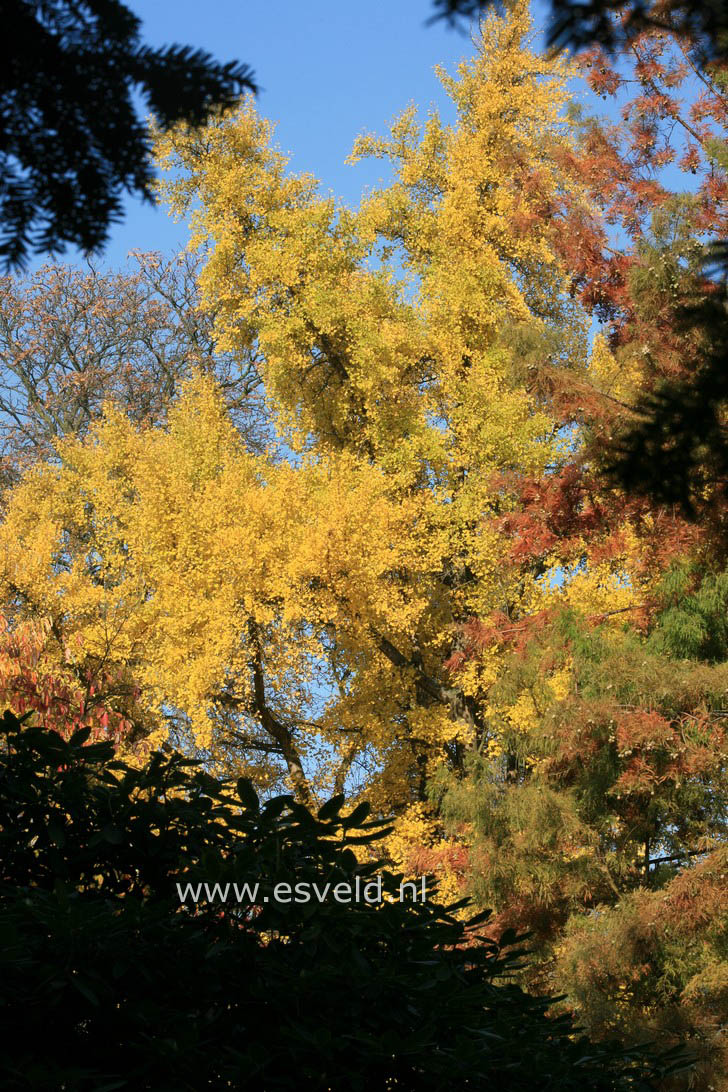 Ginkgo biloba