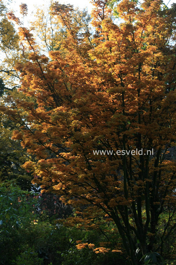 Acer palmatum 'Shishi gashira'