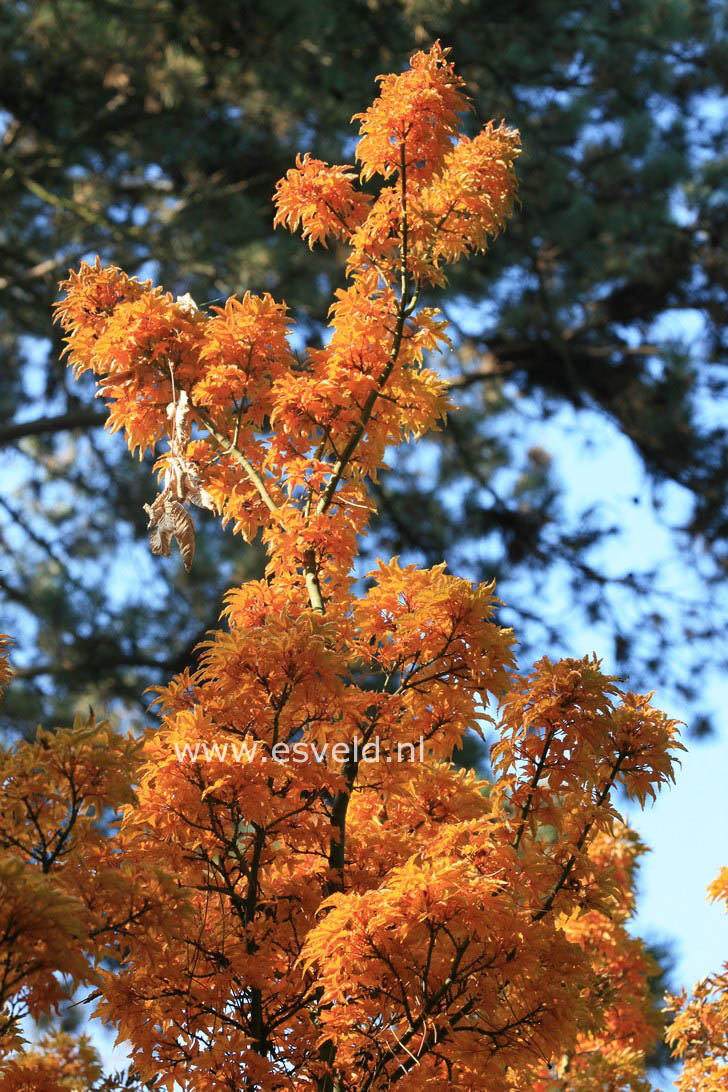 Acer palmatum 'Shishi gashira'