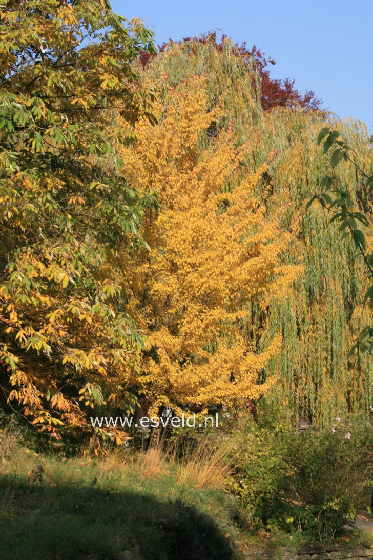 Acer buergerianum