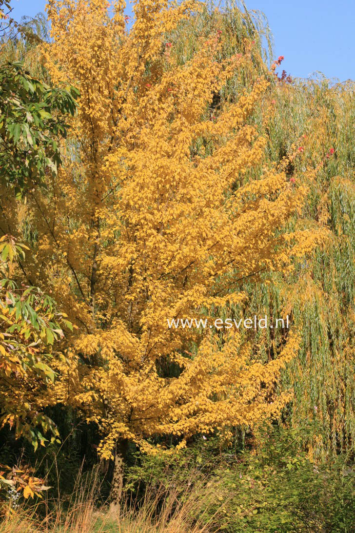 Acer buergerianum