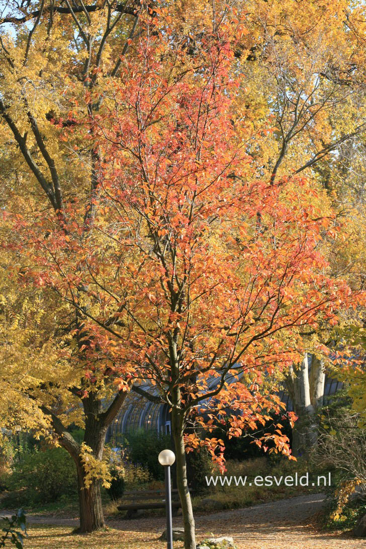 Sorbus alnifolia