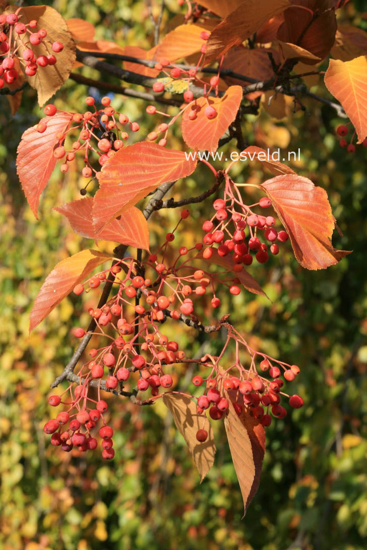 Sorbus alnifolia