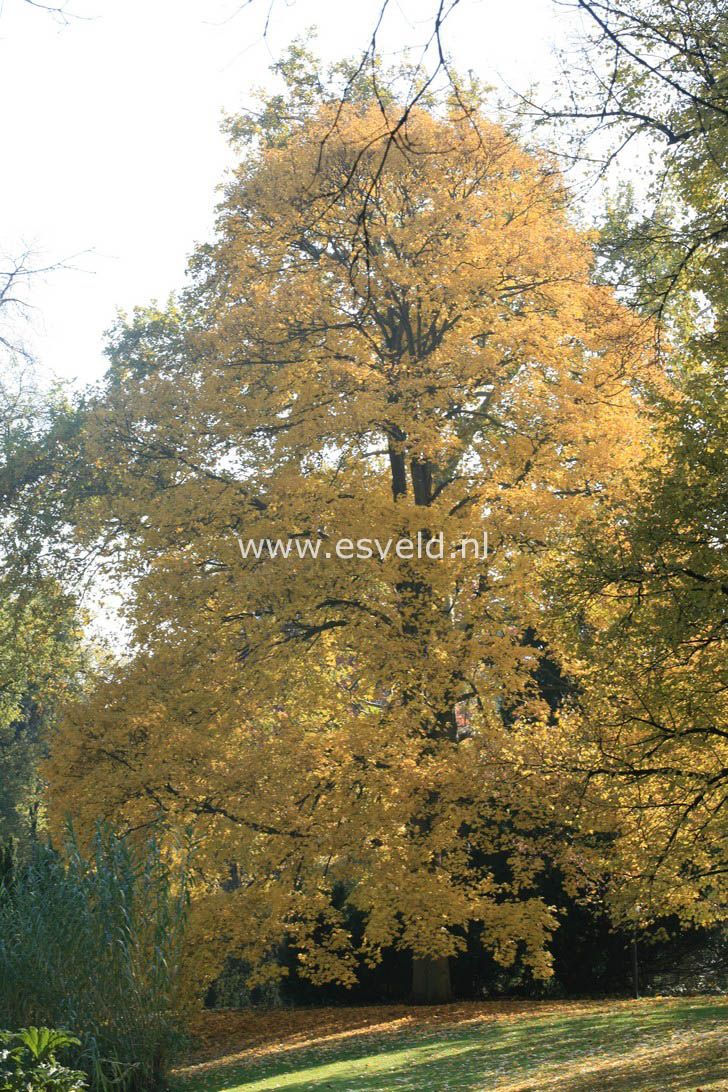 Acer pseudoplatanus